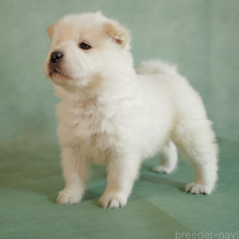 販売中の埼玉県のサモエド-433132の6枚目