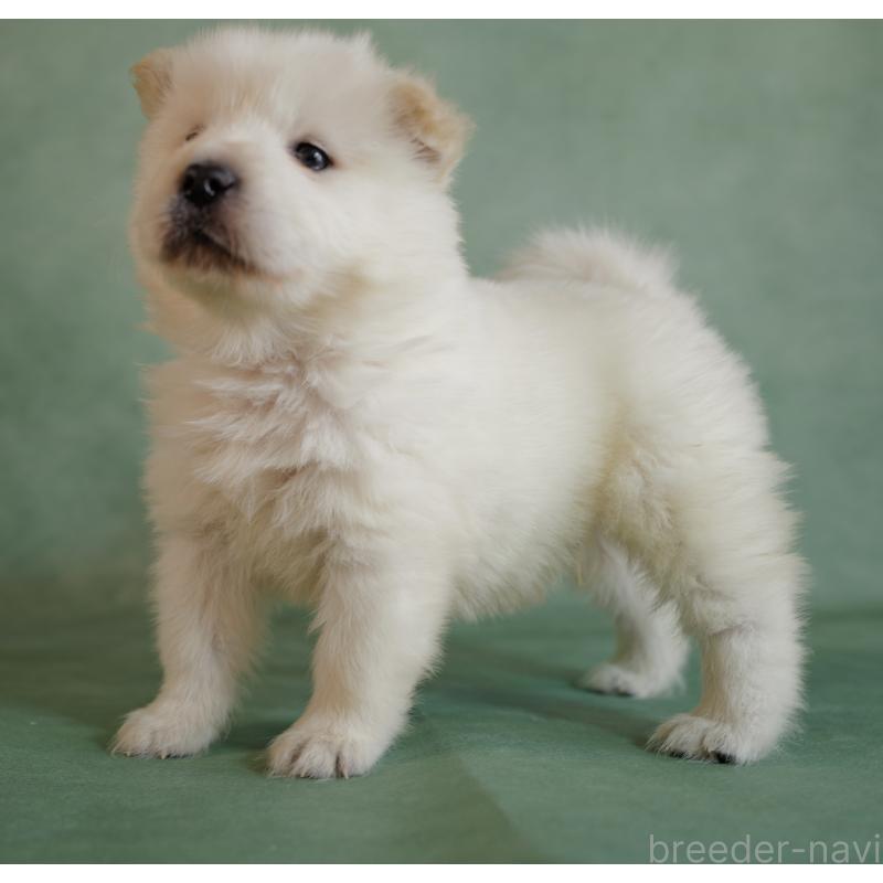 販売中の埼玉県のサモエド-433132の4枚目