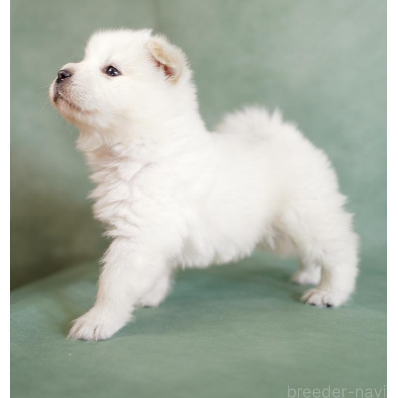 販売中の埼玉県のサモエド-433132の3枚目