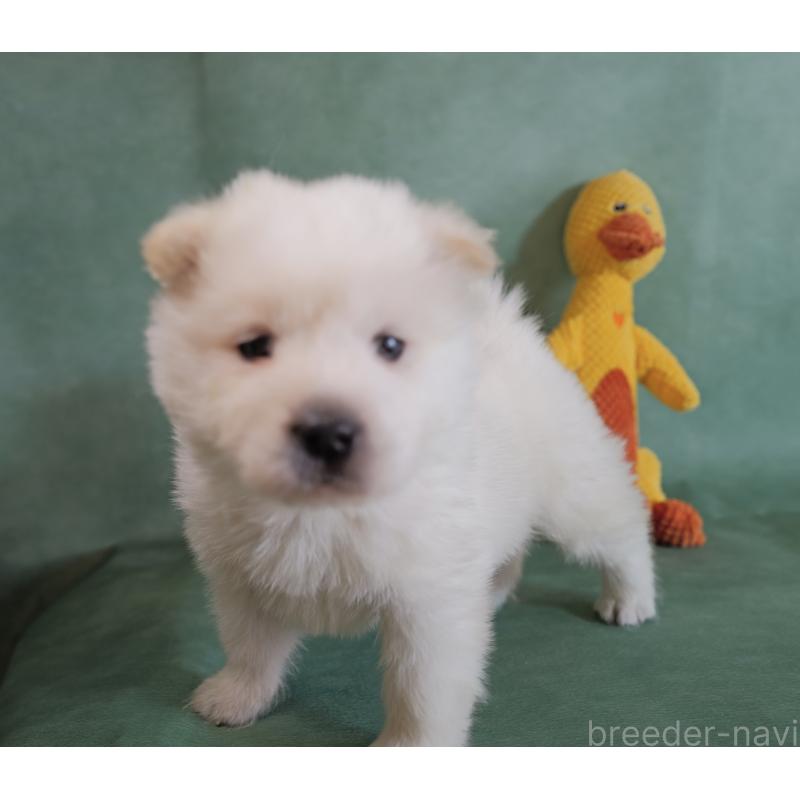 販売中の埼玉県のサモエド-433132の2枚目