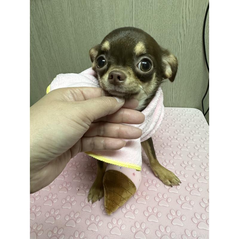 成約済の福島県のチワワ(スムースコート)-433133の4枚目