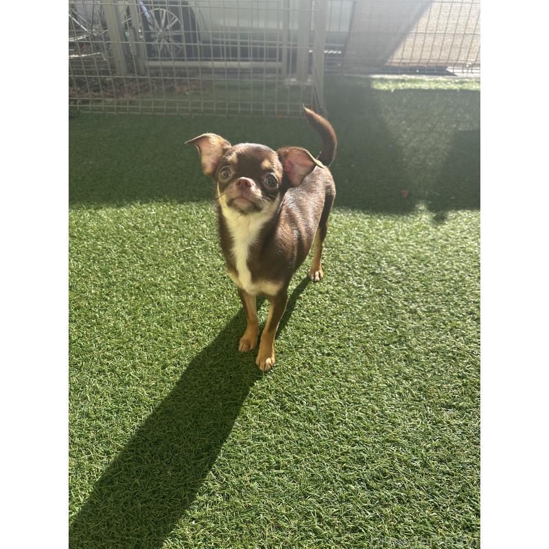 成約済の福島県のチワワ(スムースコート)-433133の3枚目