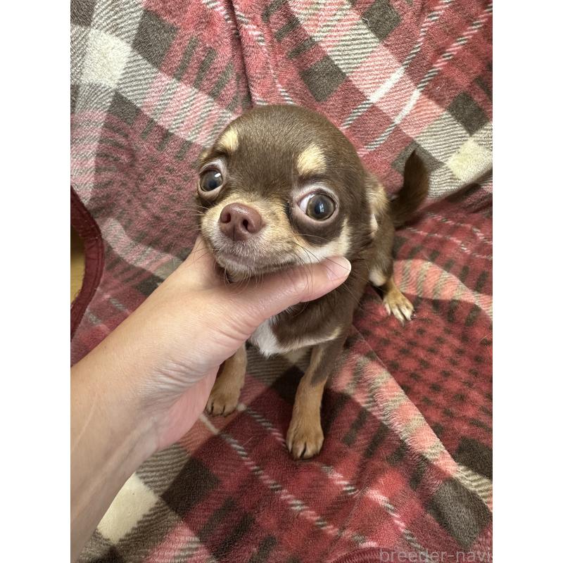 成約済の福島県のチワワ(スムースコート)-433133の2枚目