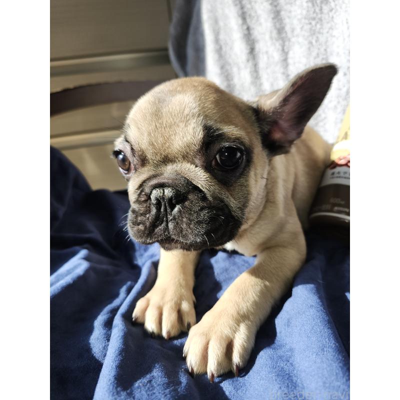 販売中の滋賀県のフレンチブルドッグ-420313の4枚目