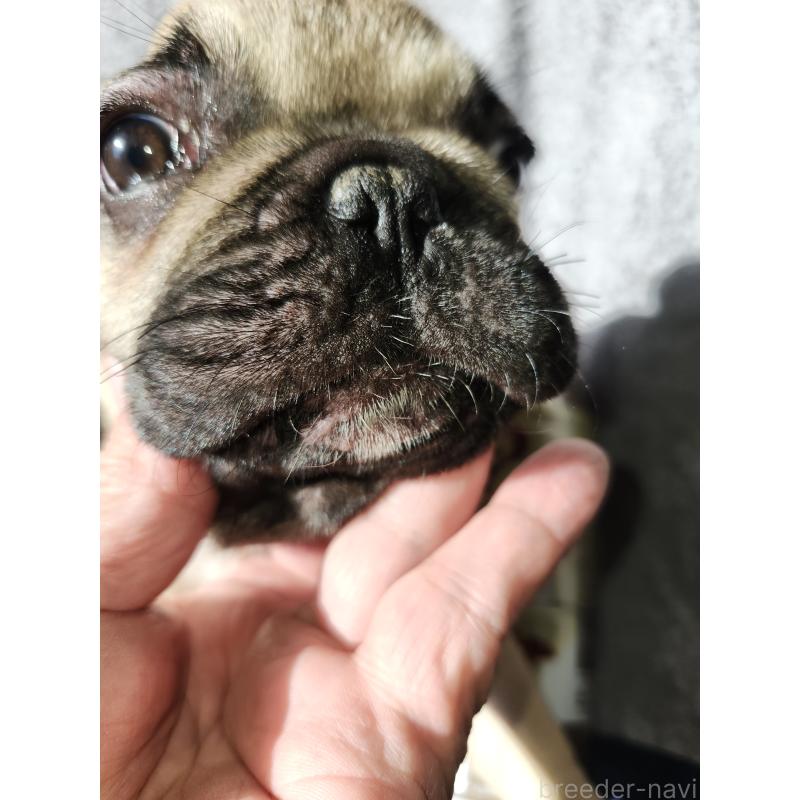 販売中の滋賀県のフレンチブルドッグ-420313の3枚目