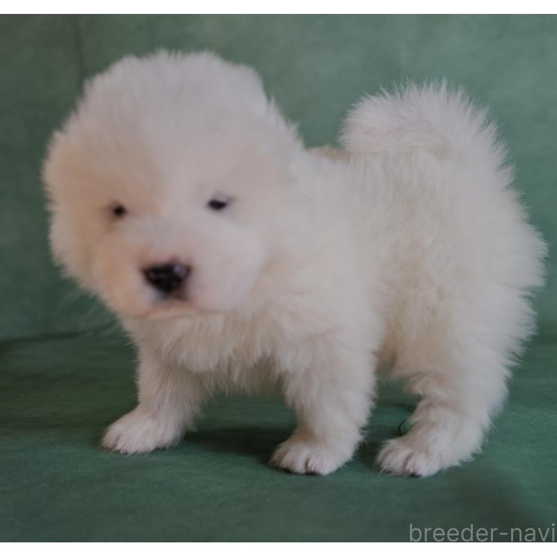 販売中の埼玉県のサモエド-433134の5枚目