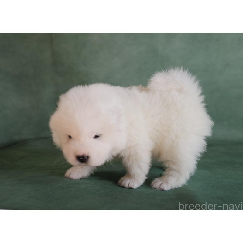 販売中の埼玉県のサモエド-433134の4枚目