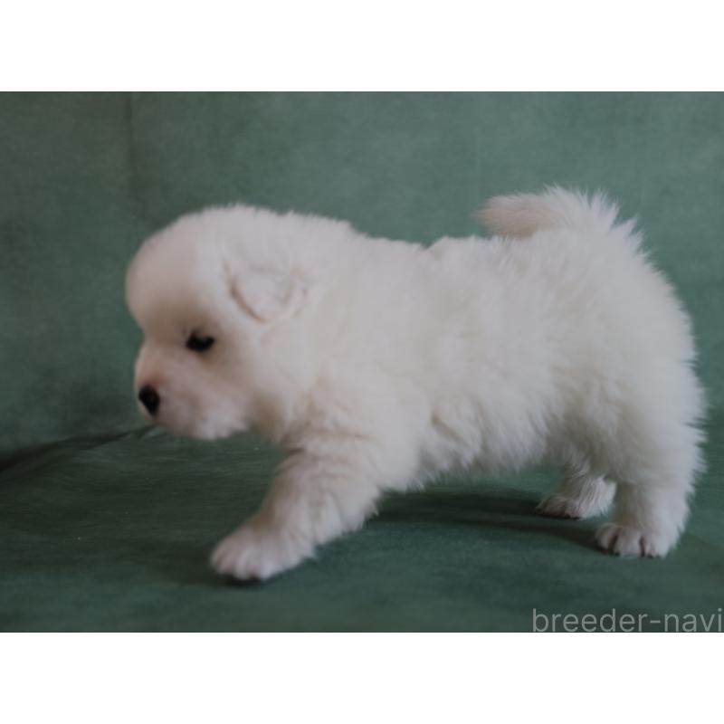 販売中の埼玉県のサモエド-433134の3枚目