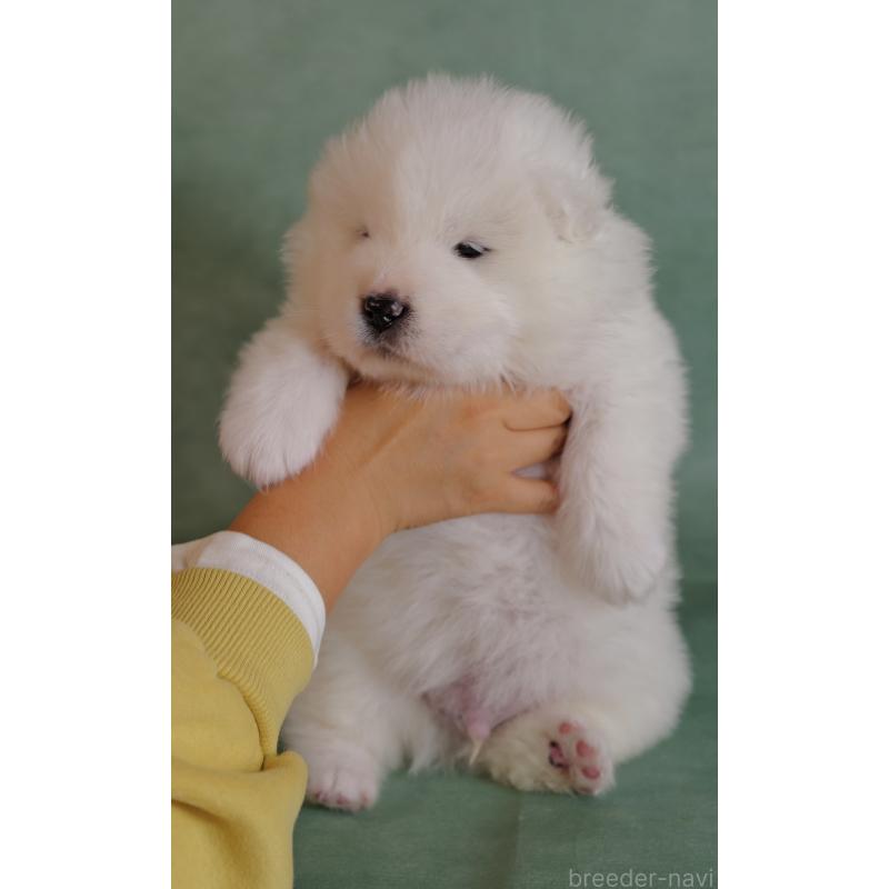 販売中の埼玉県のサモエド-433134の2枚目