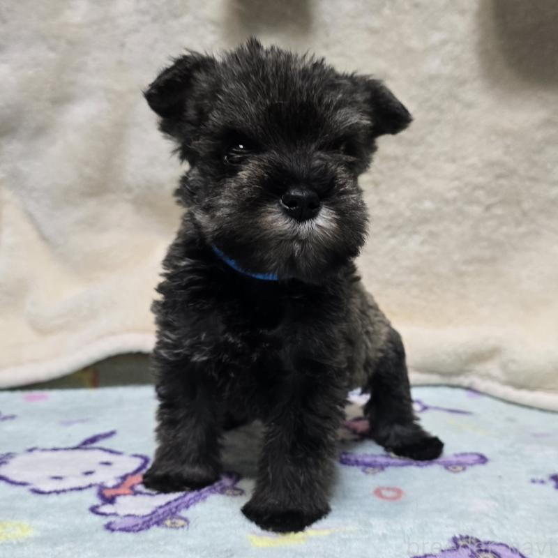 販売中の岡山県のミニチュアシュナウザー-427371