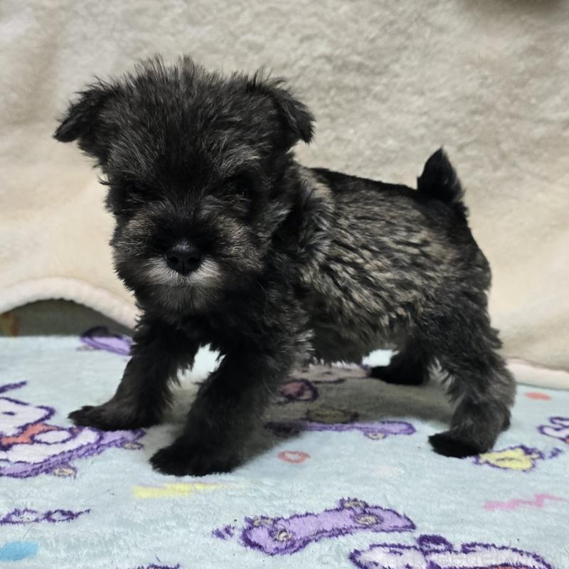 成約済の岡山県のミニチュアシュナウザー-427371の6枚目