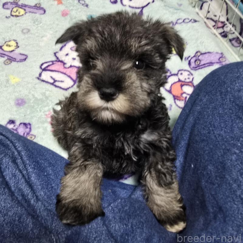 販売中の岡山県のミニチュアシュナウザー-427372