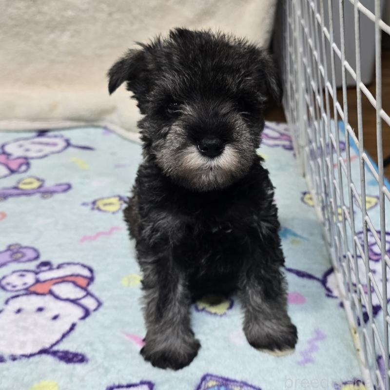 成約済の岡山県のミニチュアシュナウザー-427372の3枚目