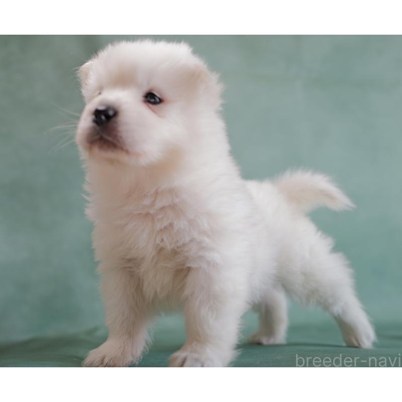 販売中の埼玉県のサモエド-433137の6枚目