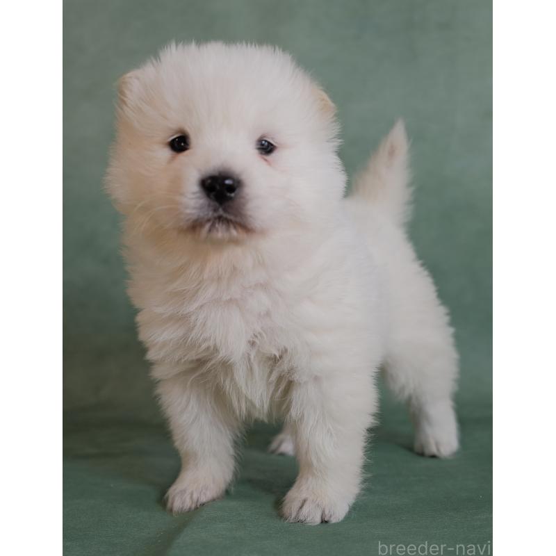 販売中の埼玉県のサモエド-433137の5枚目