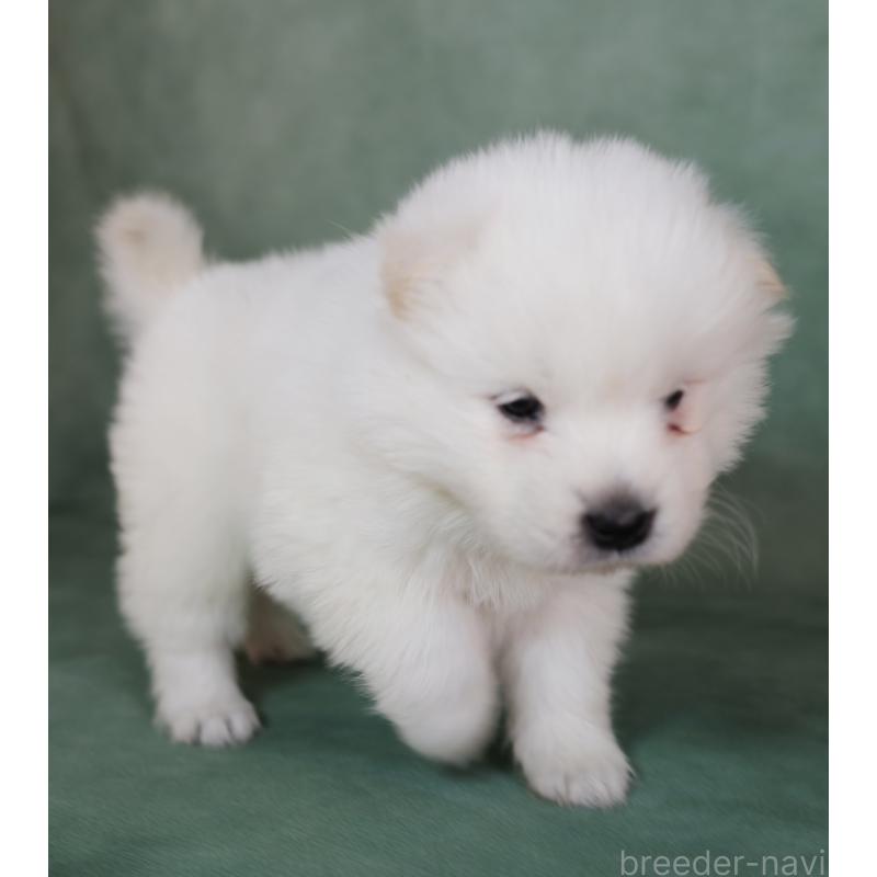 販売中の埼玉県のサモエド-433137の4枚目