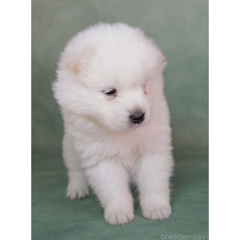 販売中の埼玉県のサモエド-433137の3枚目