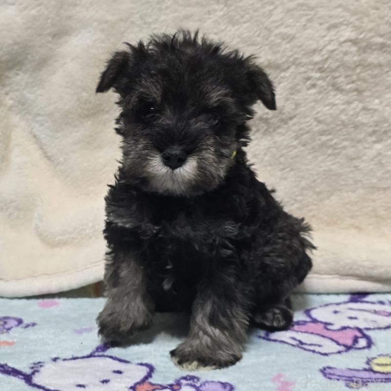 販売中の岡山県のミニチュアシュナウザー-427373