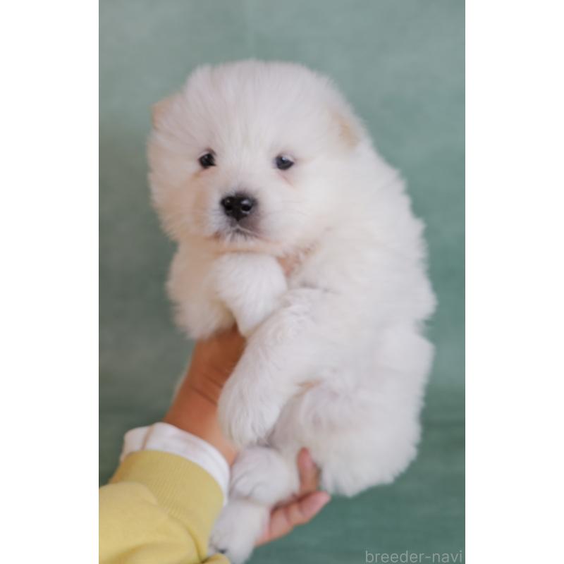 販売中の埼玉県のサモエド-433137の2枚目