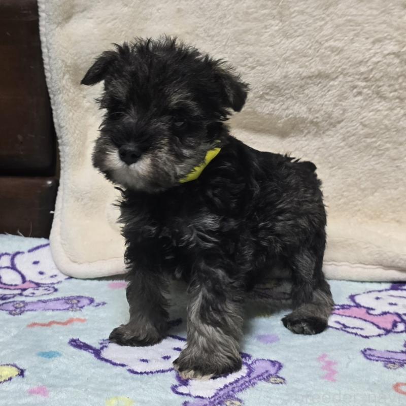 成約済の岡山県のミニチュアシュナウザー-427373の4枚目