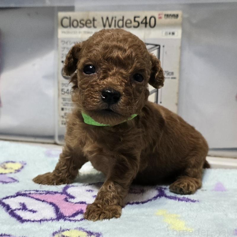 販売中の岡山県のトイプードル-431691