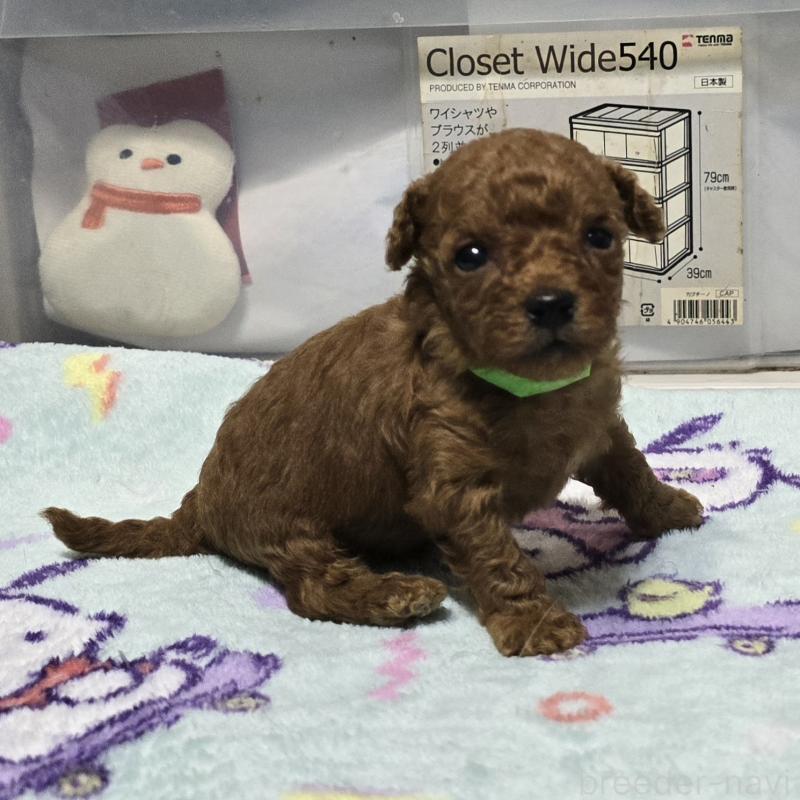 成約済の岡山県のトイプードル-431691の12枚目