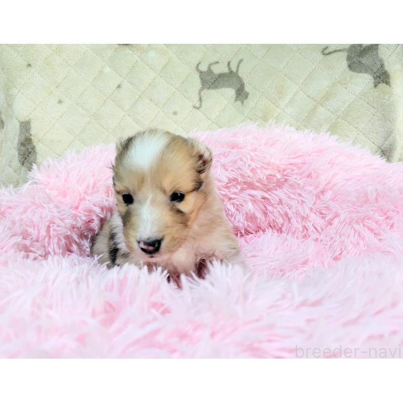 商談中の広島県のシェットランドシープドッグ(シェルティ)-427589の5枚目