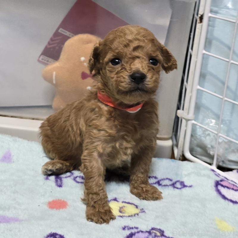 成約済の岡山県のトイプードル-431692の13枚目