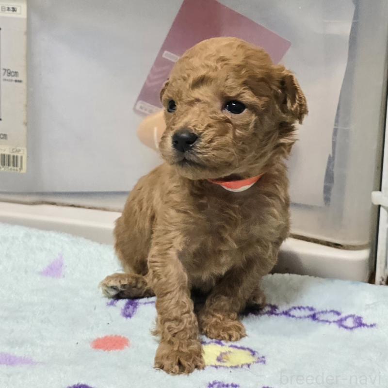 成約済の岡山県のトイプードル-431692の12枚目