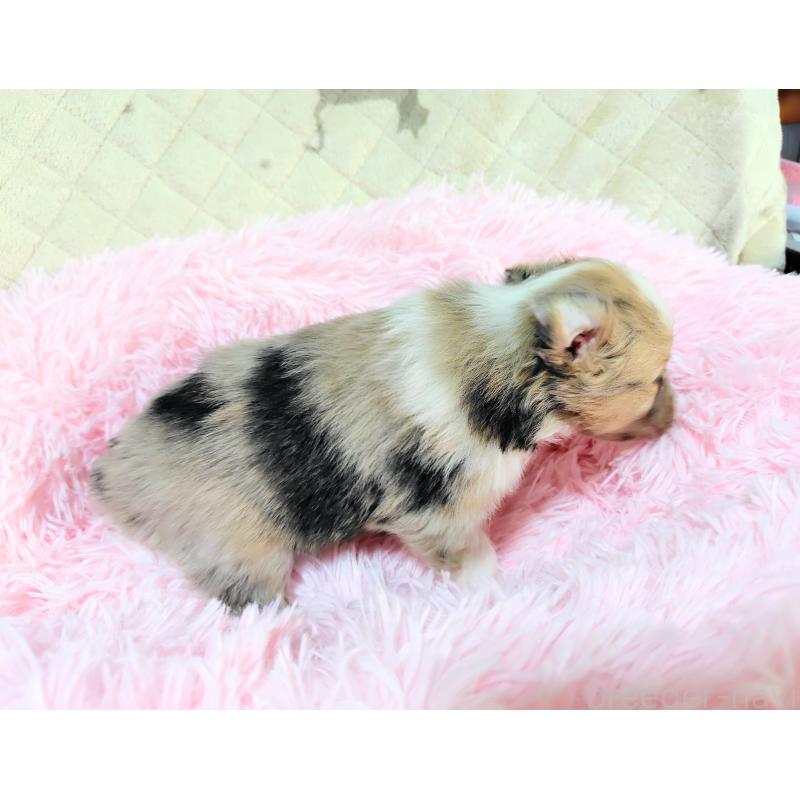 商談中の広島県のシェットランドシープドッグ(シェルティ)-427589の4枚目