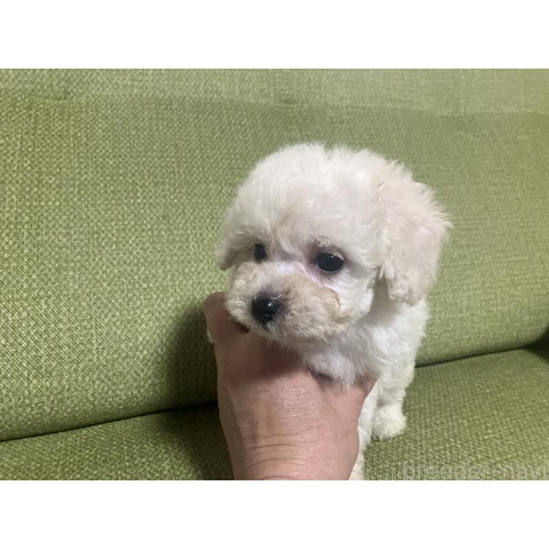 成約済の福岡県のトイプードル-433136の3枚目