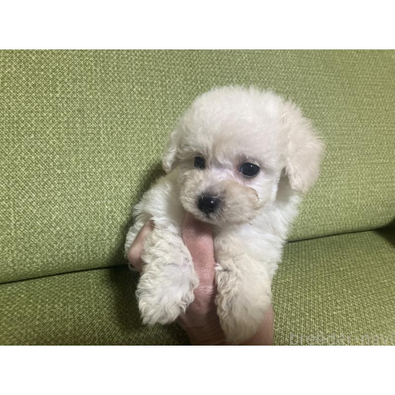 成約済の福岡県のトイプードル-433136の2枚目