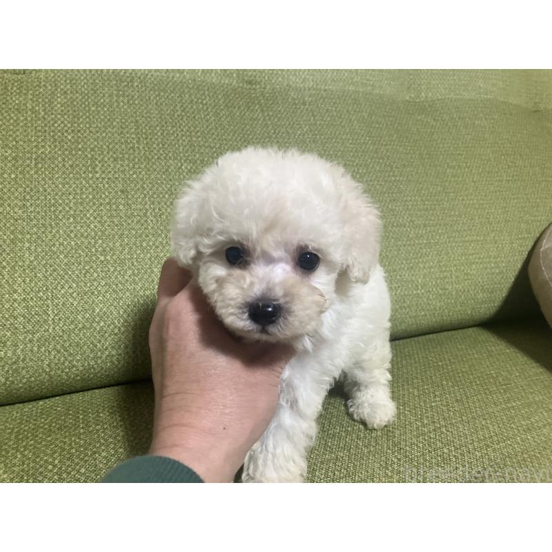 成約済の福岡県のトイプードル-433136