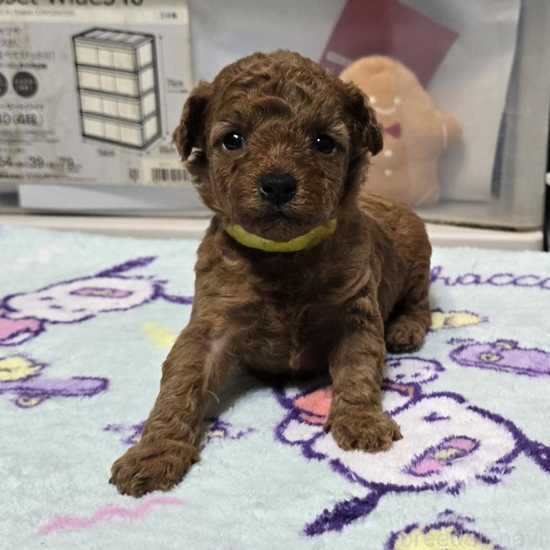 販売中の岡山県のトイプードル-431693