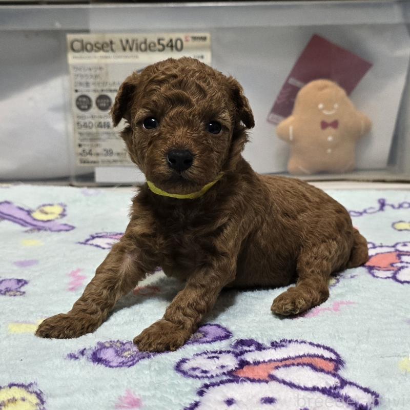 成約済の岡山県のトイプードル-431693の12枚目