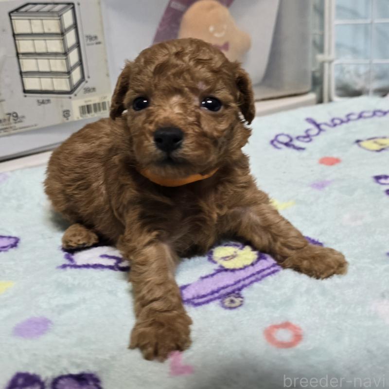 販売中の岡山県のトイプードル-431695