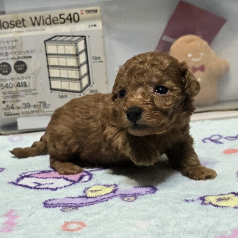 成約済の岡山県のトイプードル-431695の11枚目