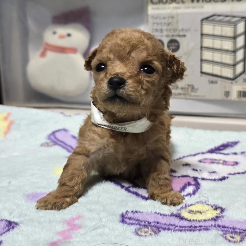 販売中の岡山県のトイプードル-431697
