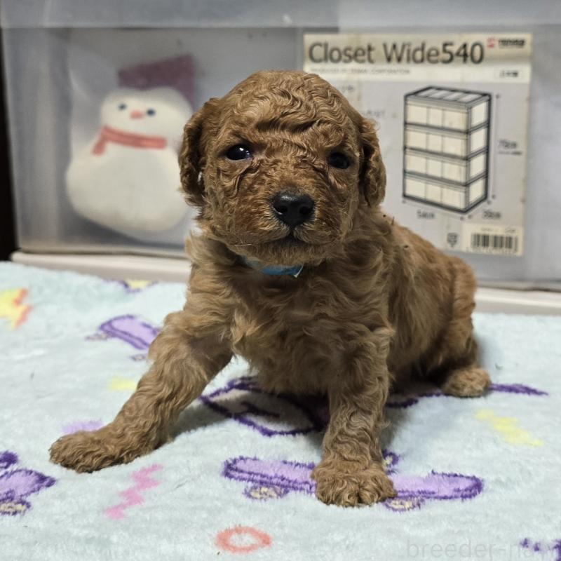 販売中の岡山県のトイプードル-431699