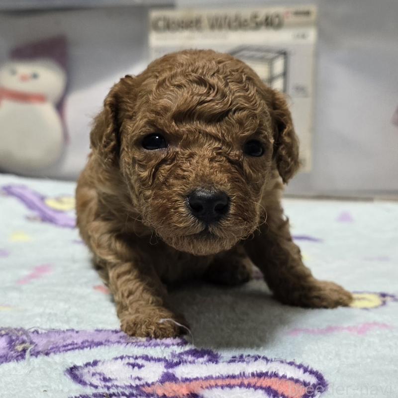 成約済の岡山県のトイプードル-431699の10枚目