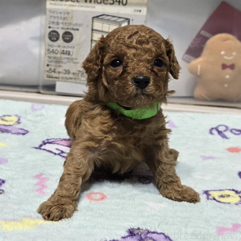 販売中の岡山県のトイプードル-431702