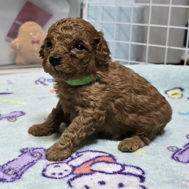 成約済の岡山県のトイプードル-431702の5枚目