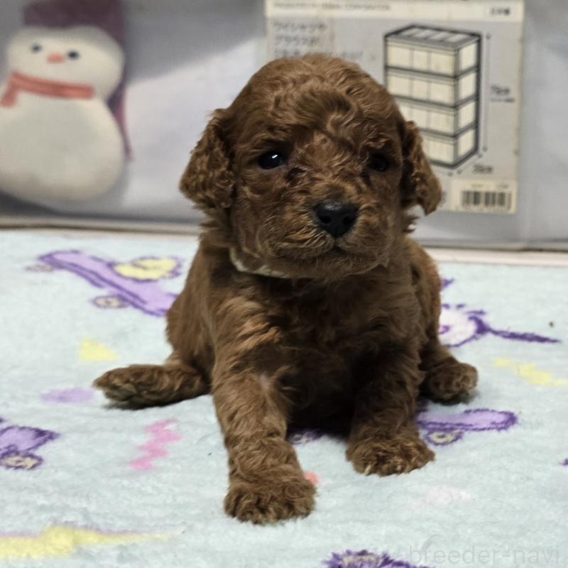 販売中の岡山県のトイプードル-431703