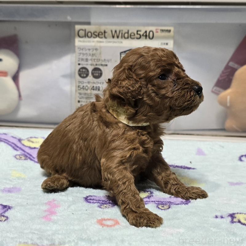 成約済の岡山県のトイプードル-431703の12枚目