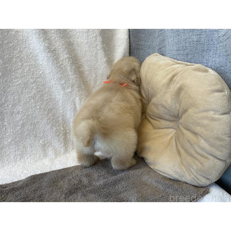 販売中の茨城県のゴールデンレトリーバー-433138の11枚目