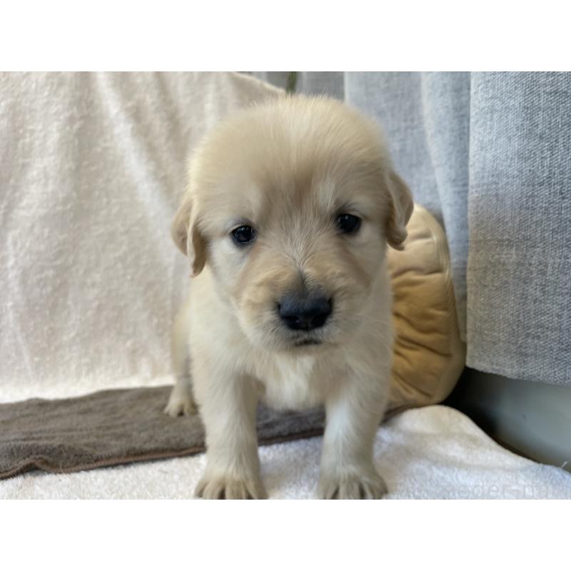 販売中の茨城県のゴールデンレトリーバー-433138の10枚目