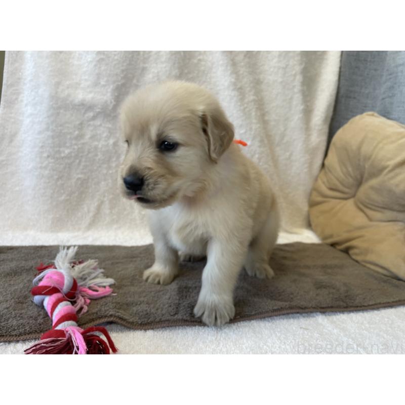 販売中の茨城県のゴールデンレトリーバー-433138の9枚目