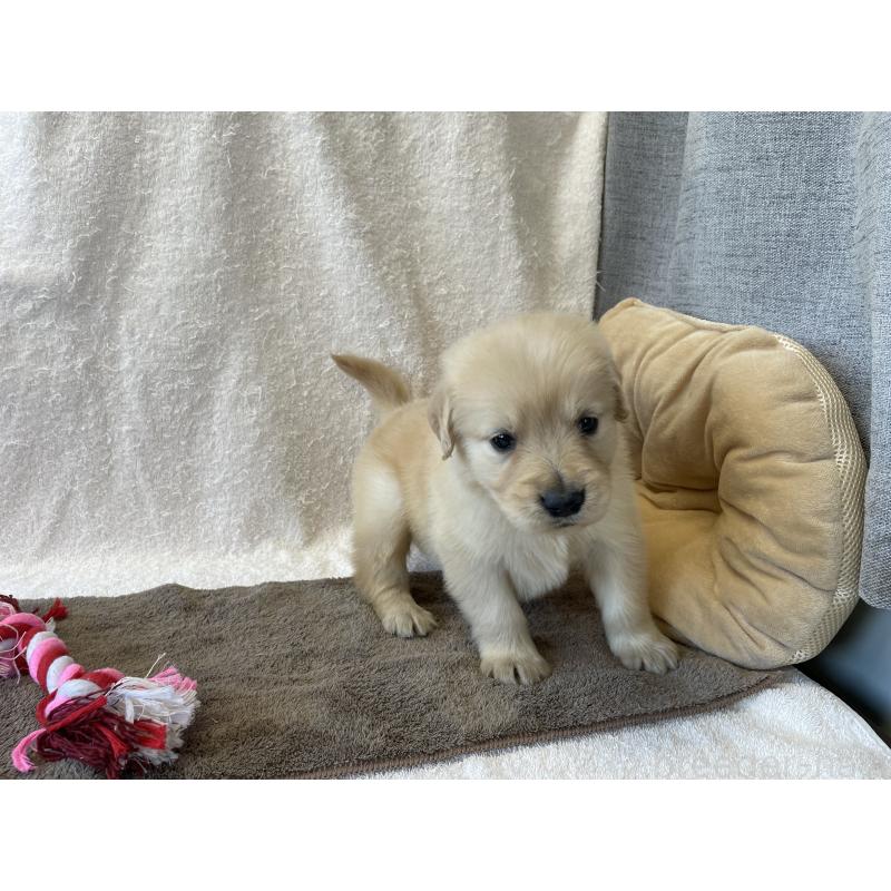 販売中の茨城県のゴールデンレトリーバー-433138の8枚目