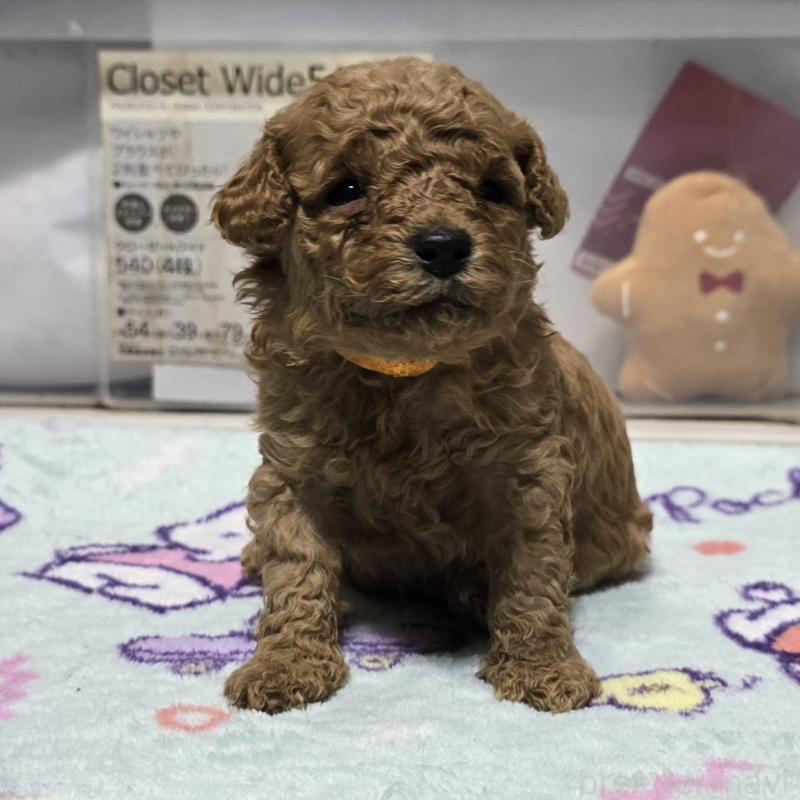 販売中の岡山県のトイプードル-431704