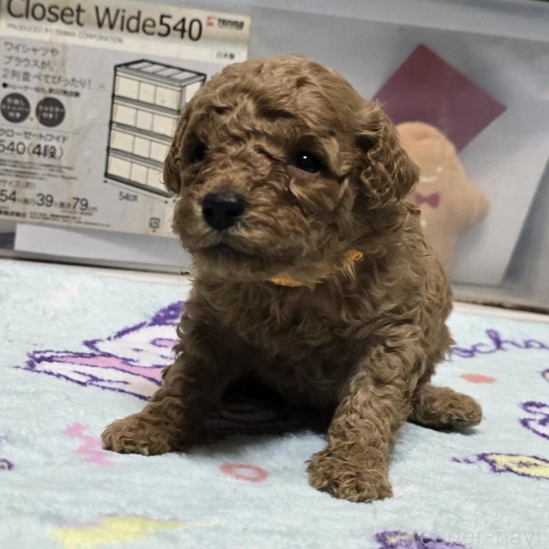 成約済の岡山県のトイプードル-431704の6枚目